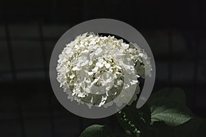 Green leaves close up on green grass background