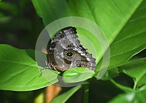 Close Up Look at a Blue Morpho Butterfly on Green Leaves