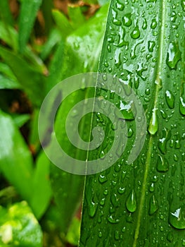 Green leaves close up water droplets greenery unique nature