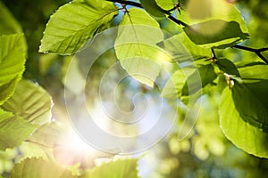 Green leaves closeup with the sun in the blurred background