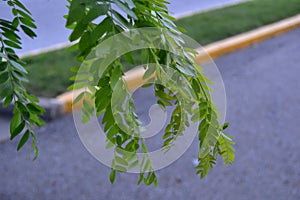 Green Leaves Closeup View