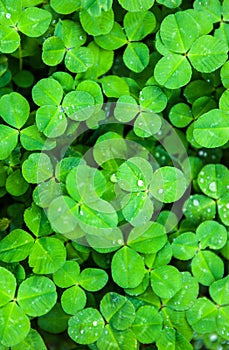 Green leaves of clover with drops of dew