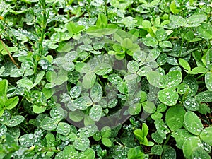 Green leaves of clover with drops of water in rainy weather