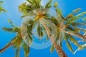 Green leaves of coconut palm tree against blue sky. Nature view. Summer vacation concept