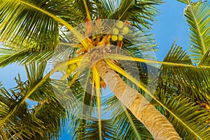 Green leaves of coconut palm tree against blue sky. Nature view. Summer vacation concept