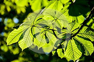 Green leaves, colourful and sunny photography