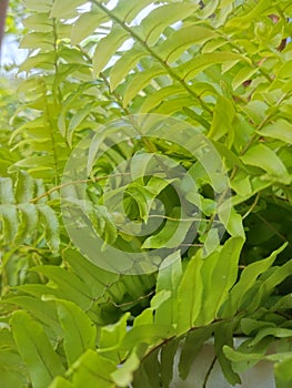 Green leaves or commonly known as photosynthesis