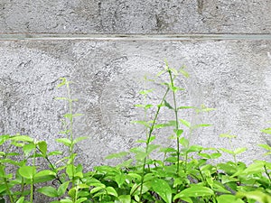 Green leaves on concrete wall