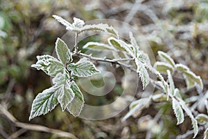 Green leaves are covered with frost in early morning. First autumn frosts, cooling with change of season