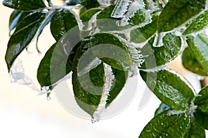 The green leaves are covered with ice and frost in winter