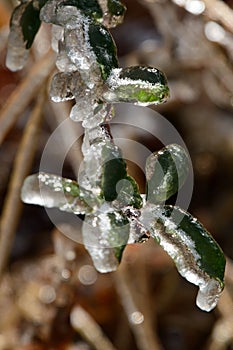 The green leaves are covered with ice and frost in winter