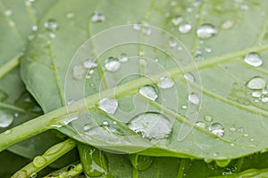 Green Leaves Covered With Multiple Water Droplets