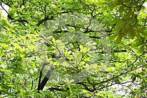 Green leaves covered at outdoor park in Quezon City, Philippines