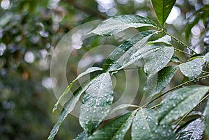 Green leaves covered by rain water drops, nature background