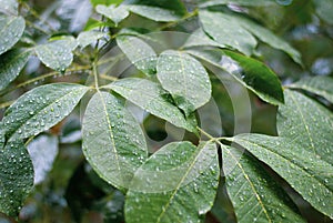 Green leaves covered by rain water drops, nature background