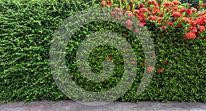 Green leaves covered the wall. background of natural tree fence