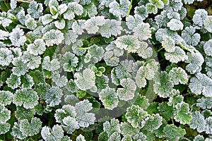 Green leaves covered with white hoar frost and ice crystal formation