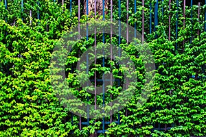 Green leaves covering the iron fence