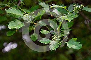 Green leaves crataegus almaatensis on the branches, soft focus