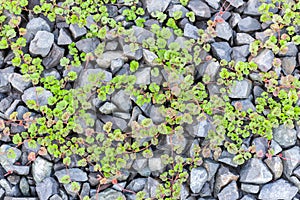 green leaves creep on stones
