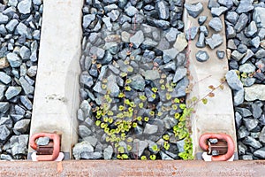 green leaves creep on stones