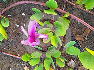 Green leaves creeper with a pink flower grown on the beach