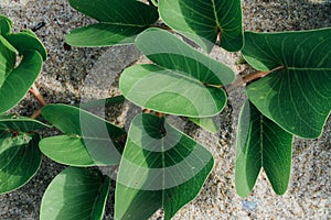 Green leaves of a creeper on the sand