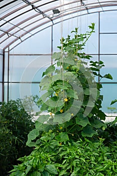 Green leaves of cucumber and pepper inside the greenhouse. The stems are vertical