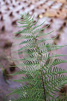 Green leaves with curled shoots from a plant with the scientific name Polypodiophyta