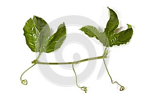 Green Leaves and Curling Tendrils of the Granadilla Plant