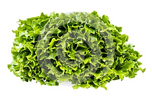 Green leaves of curly endive lettuce isolated