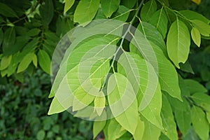 Green leaves of custard apple tree