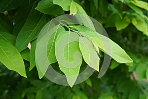 Green leaves of custard apple tree