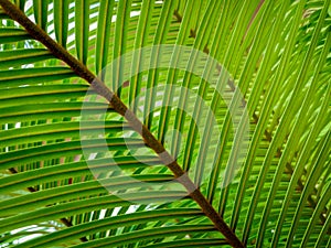 Green leaves of cycad trees.