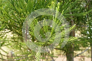 Green leaves of Dacrydium elatum Roxb. Wall. ex Hook.