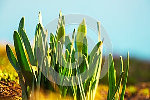 Green leaves daffodil  on background light blue sky  in sunny weather early spring _