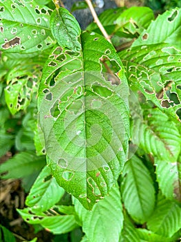Green leaves that are damaged blemished by pests