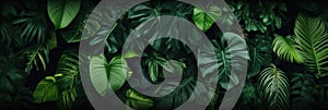 Green leaves, Dark green tropical leaves ( monstera, palm, coconut leaf, fern, palm leaf,bananaleaf) background. Nature