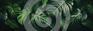 Green leaves, Dark green tropical leaves ( monstera, palm, coconut leaf, fern, palm leaf,bananaleaf) background. Nature