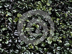 Green leaves on the dark light background, vintage  Natural  concept.