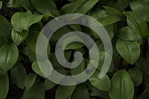 Green leaves in dark tone background