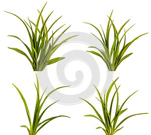 Green leaves of daylily isolated on white . Set