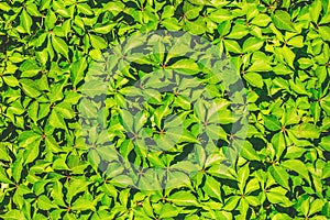 Green leaves for decoration of the facade and interior of the summer terrace texture background