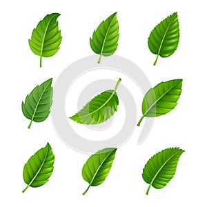 Green leaves decorative set