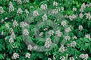 Green leaves with a dense structure