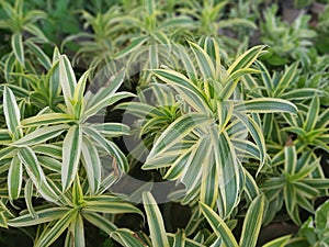 Green leaves of dieffen bachia oerstedii