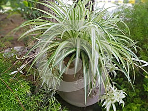 Green leaves of dieffen bachia oerstedii from above