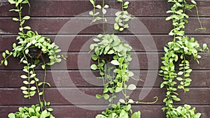 Green leaves of Dischidia nummularia. Dischidia nummularia or string of nickels creeping green plant in pot hanging on wood wall