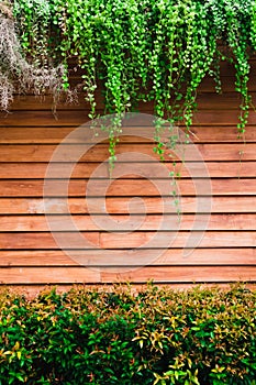 Green leaves of Dischidia nummularia plant and Christina tree on wood wall photo