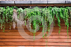 Green leaves of Dischidia nummularia plant hanging on wood wall photo